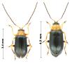 Luperus viridipennis